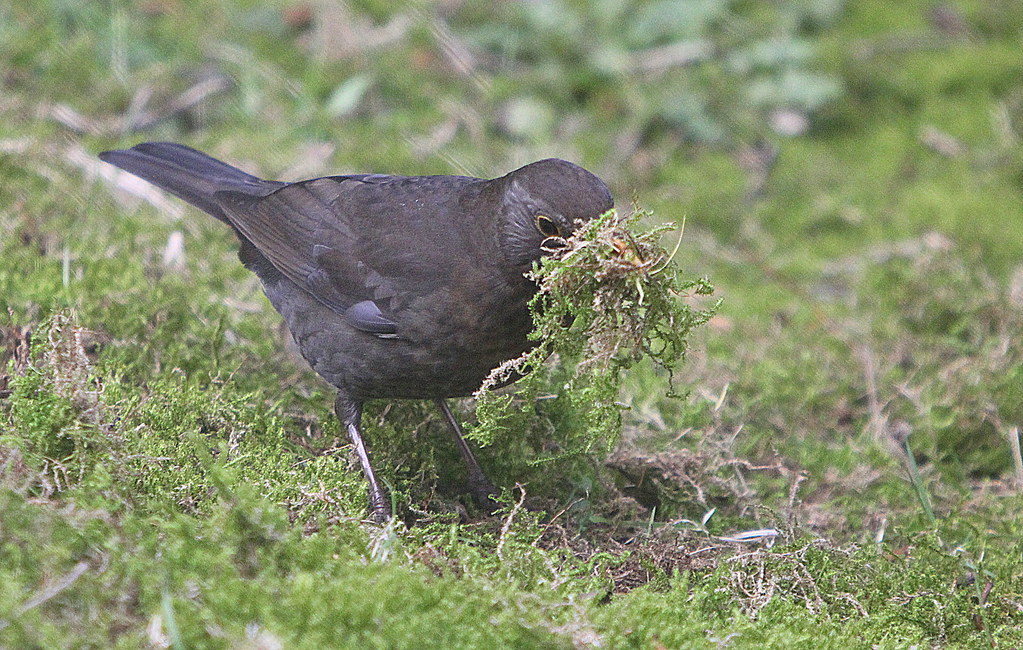 Moss collecting. Blackbird collecting moss for the nest. Peter Wort