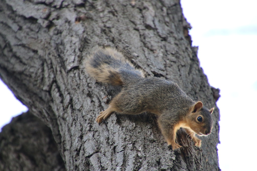 Squirrels in Ann Arbor at the University of Michigan (Apri