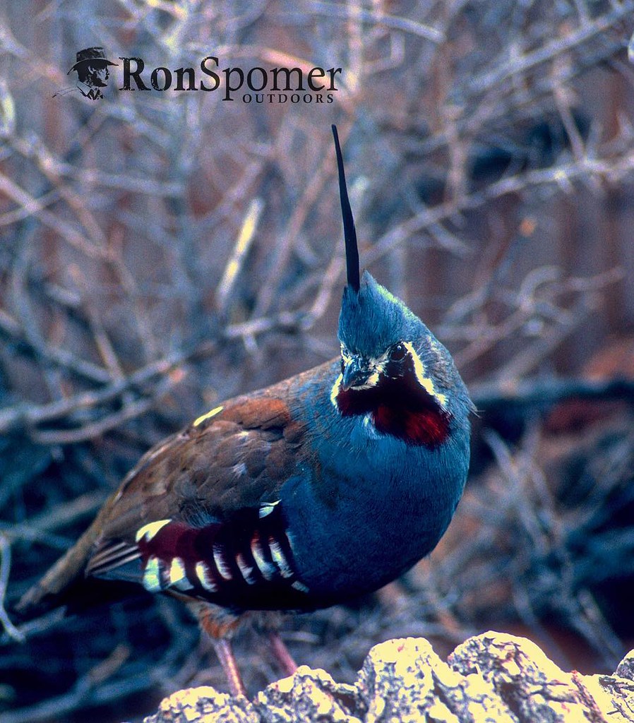 One of the lesser known, seldom seen quail. Mountain quail… Flickr