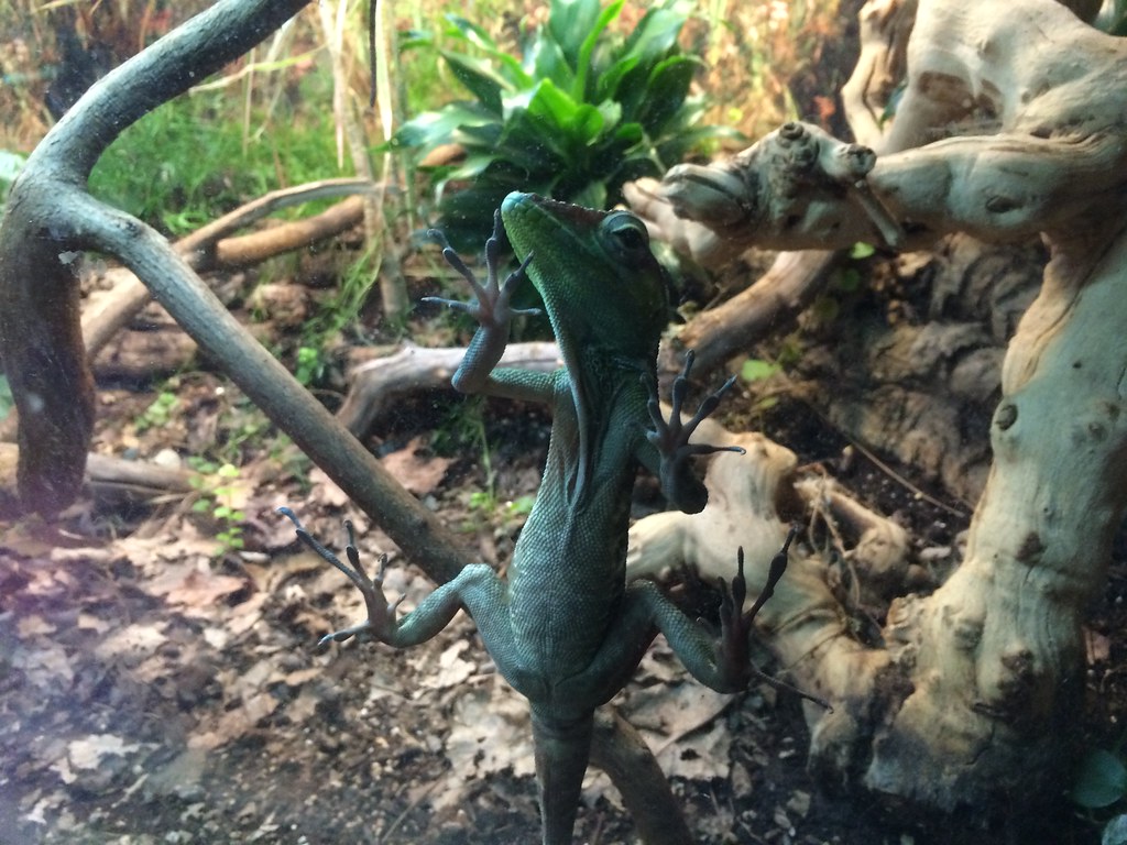 Reptile House, Turtle Back Zoo NJ Paulo O Flickr