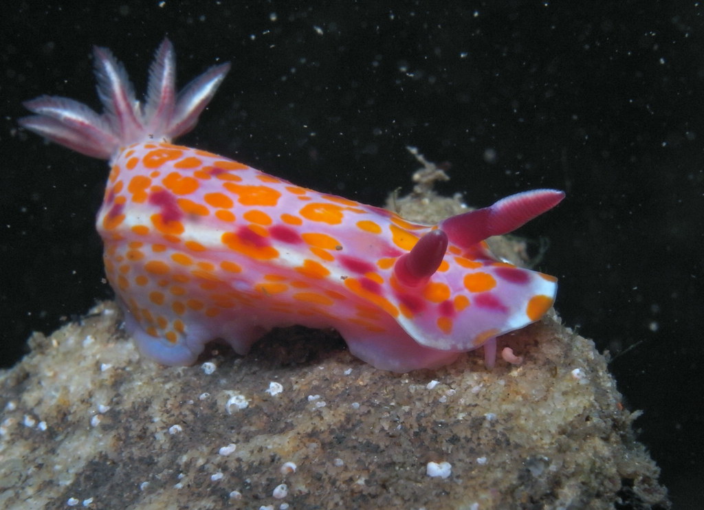 Sweet CeratosomaCeratosoma amoenum Diet Sponges Cheesema… Flickr