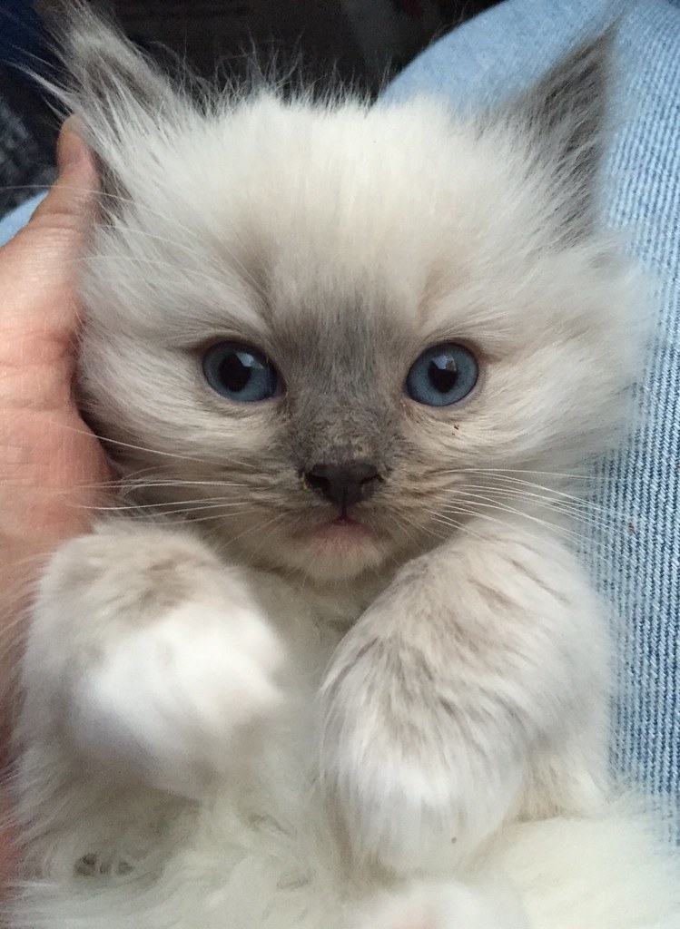 Blue Mitted Ragdoll Kitten available! Www.AngelGirlRagdoll… Flickr