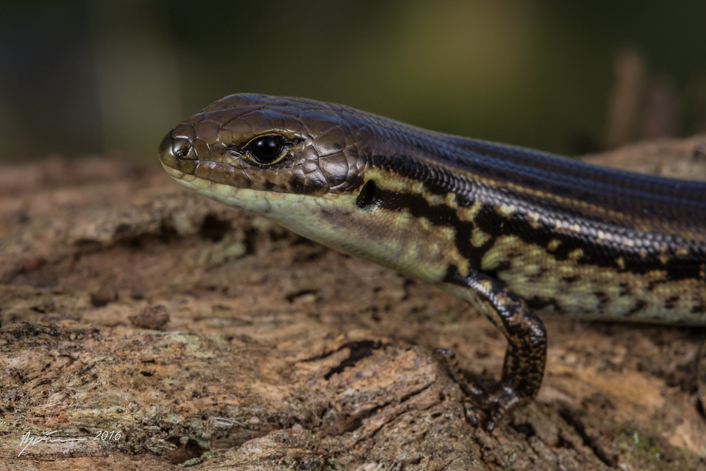 Alpine Water Skink Eulamprus kosciuskoi. Dorrigo, New
