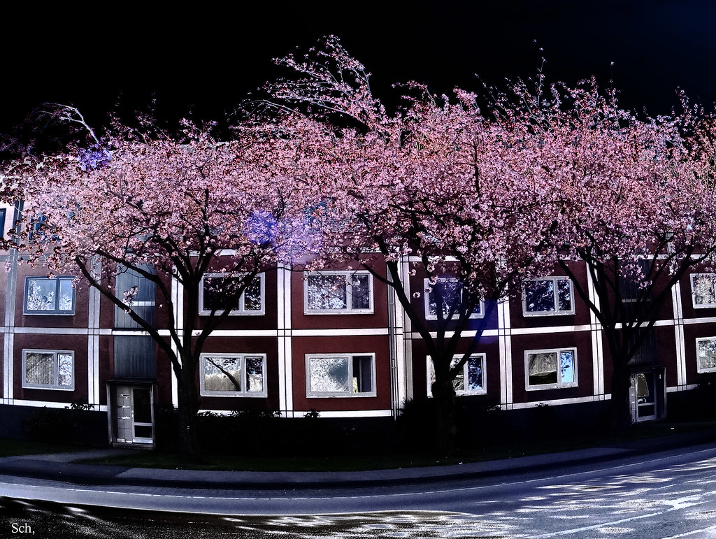 The sweet smell of cherry blossoms the sweet smell of … Flickr