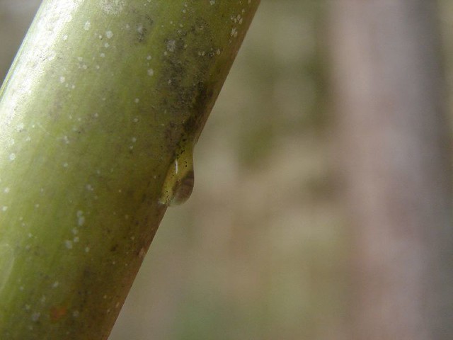 Bamboo Water 2 Same shot... different angle Camp O',Rear Ja… Flickr