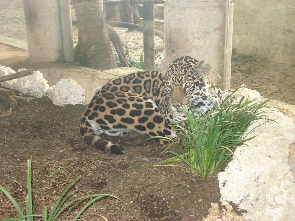 Jaguar 2 Dallas World Aquarium GeekInAwe Flickr