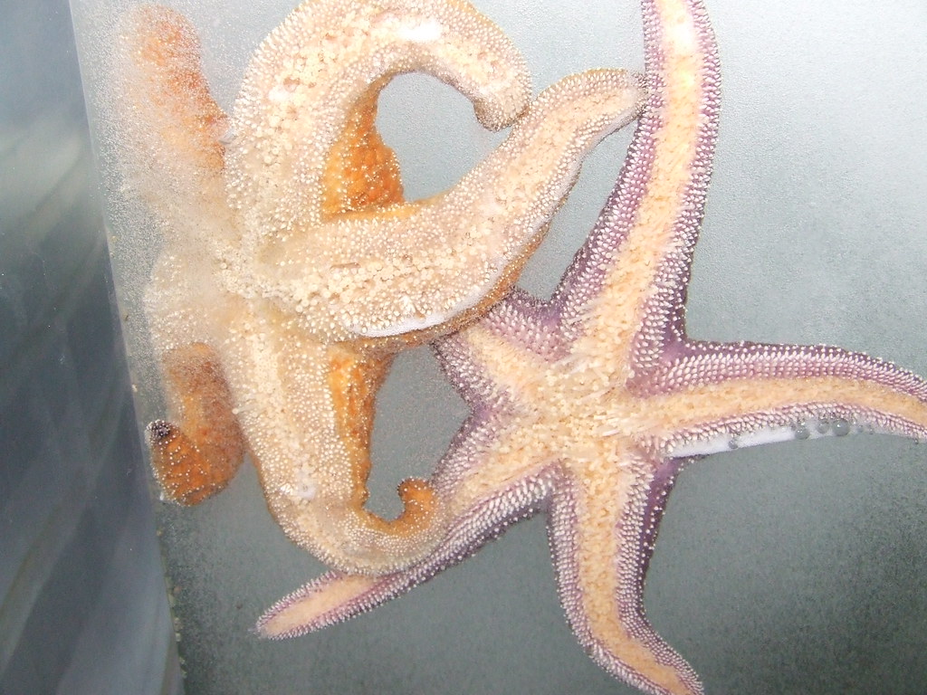 Monterey_Aquarium_1 Sea Stars in the Tide Pool Exhibit at … Flickr