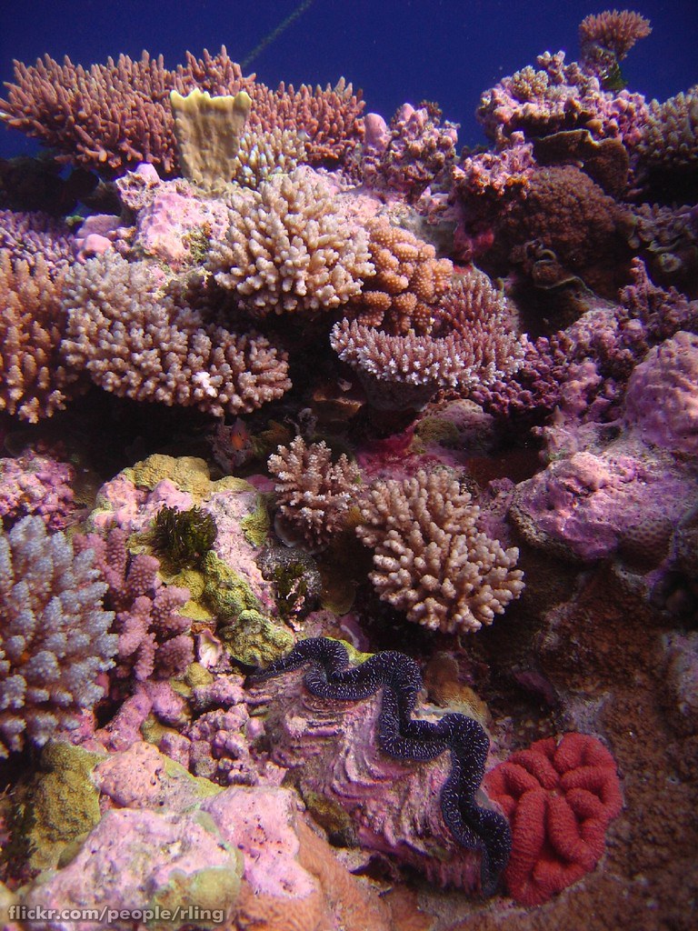 Coral Garden Acropora coral garden with giant clam (Tridac… Flickr