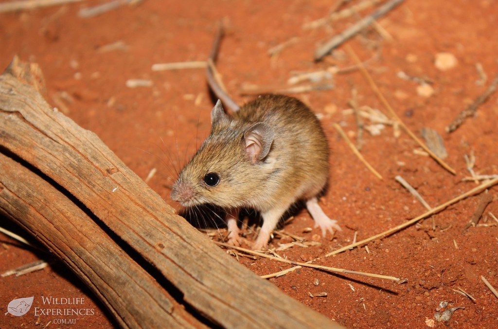 Australian Rodents (native) Flickr