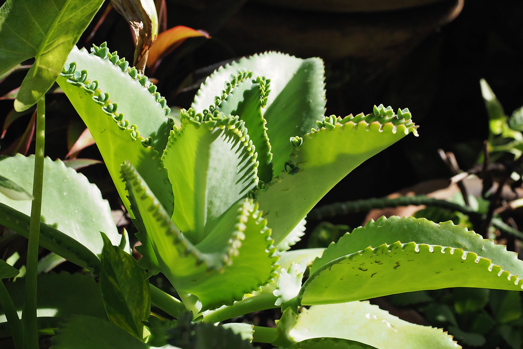 √ダウンロード katakataka leaves 296645Katakataka leaves medicinal uses