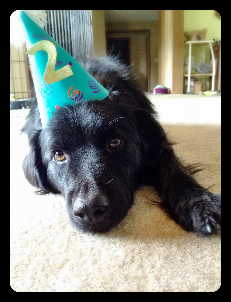 This is Two Happy? Happy Birthday! He hates the hat windy234 Flickr