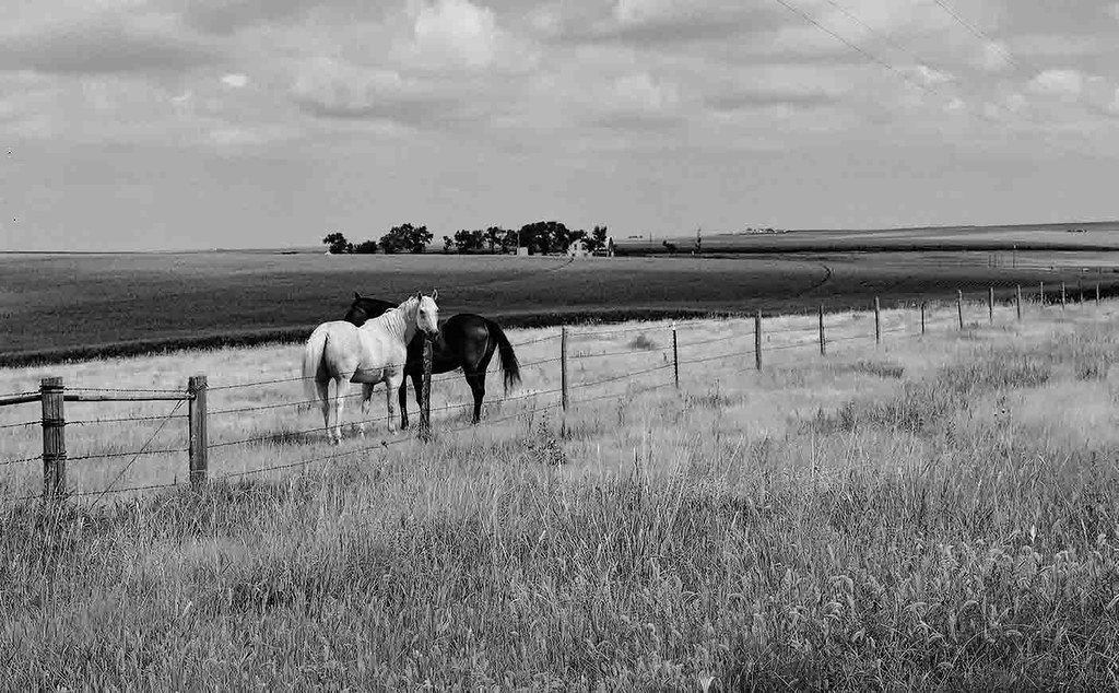 Horses on Western Kansas Farm Richard Trobaugh Flickr