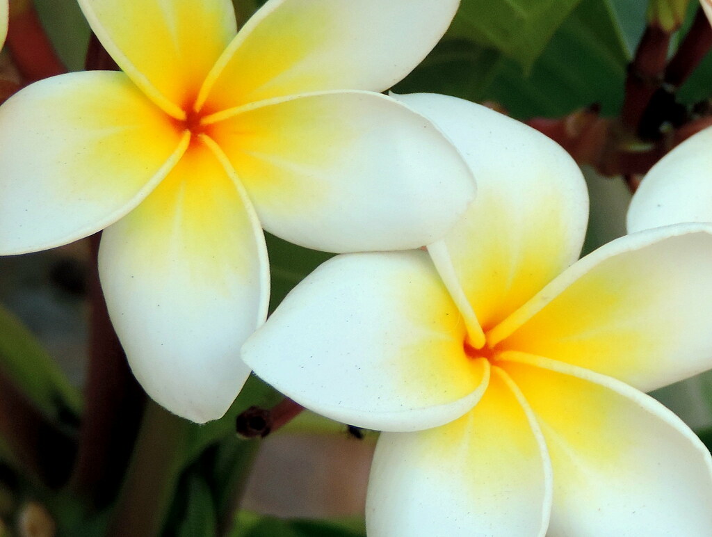 Make Me Happy “Flowers make me irrationally happy.” Alexa … Flickr