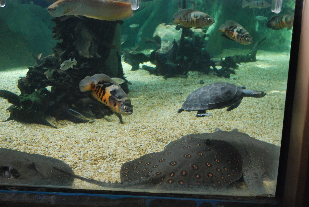 National Zoo Amazonia Washington, DC Stingrays Flickr