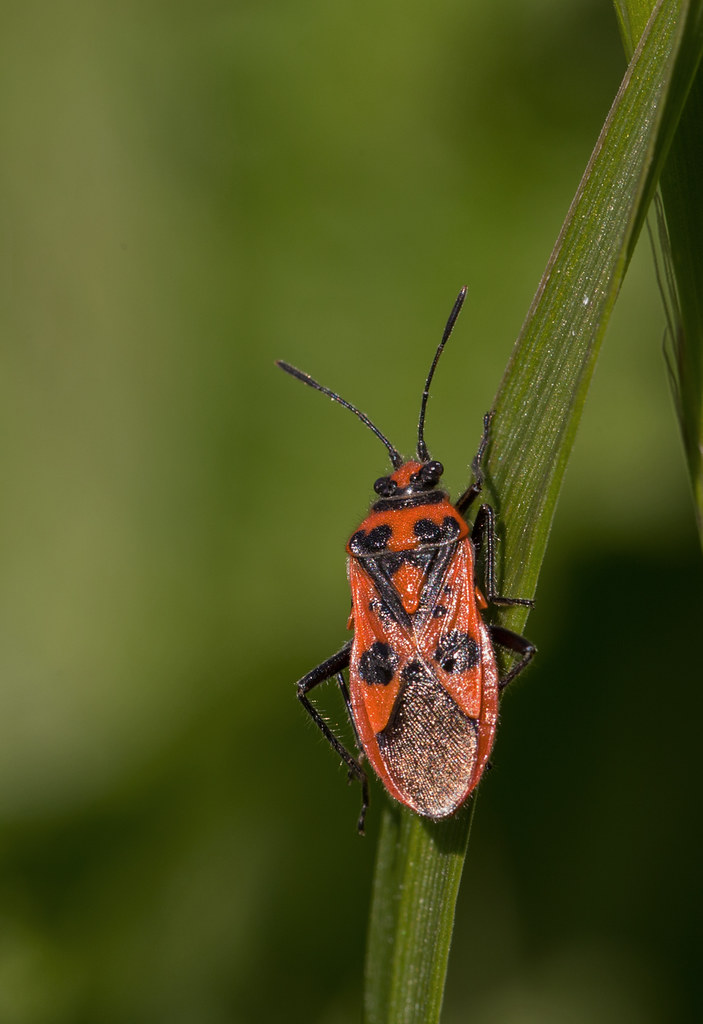 Red and Black Squash Bug brian.davis20 Flickr