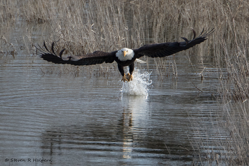 Bald Eagle Bald Eagle, Sauvie Island, Oregon Steven R Halpern Flickr