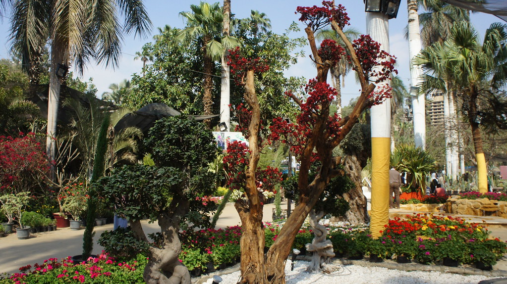 Japanese bonsai and other type of small trees At Egypt's A… Flickr
