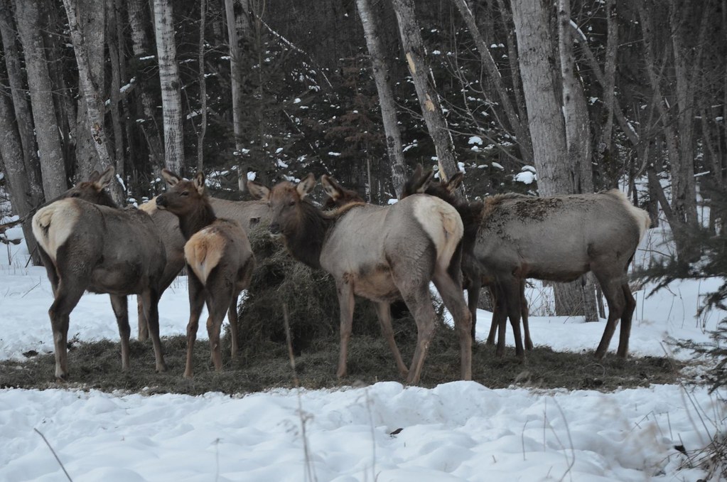 Elk Viewing Sleigh Ride Thunder Bay Resort, Hillman MI Flickr