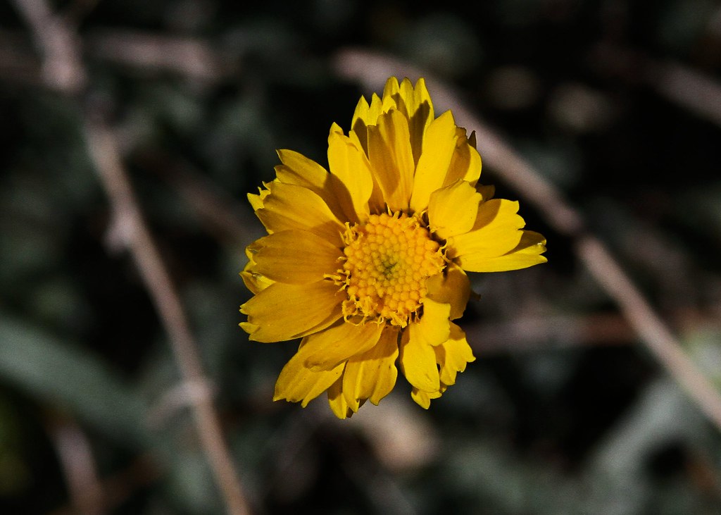 Golden Crownbeard aka Cowpen Daisy Verbesina encelioides T… David