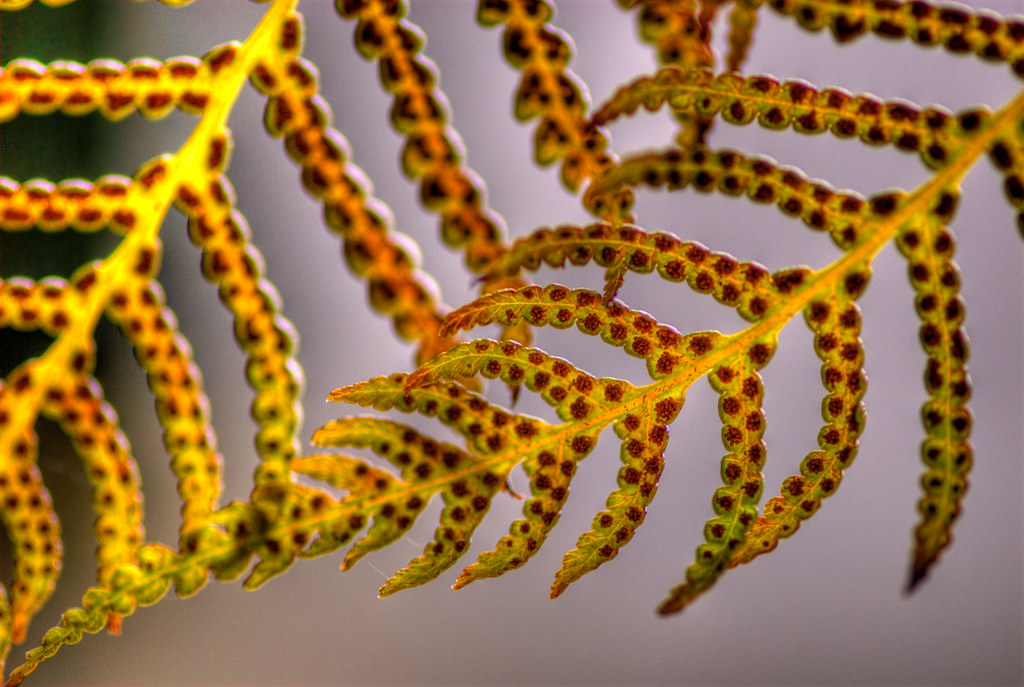 Fern Spores Ferns do not flower but reproduce sexually fro… Flickr