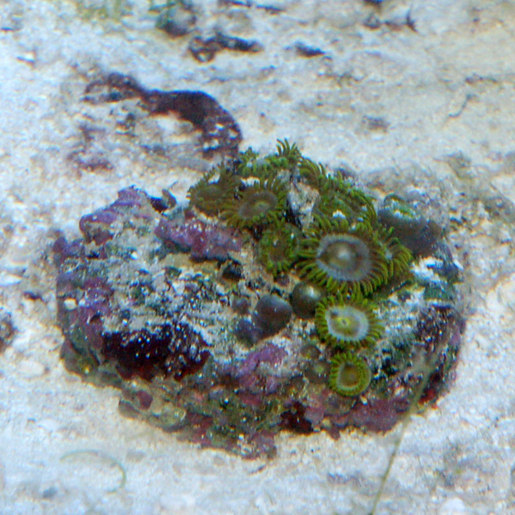 Yellow & Blue Zoas Paul Thompson Flickr