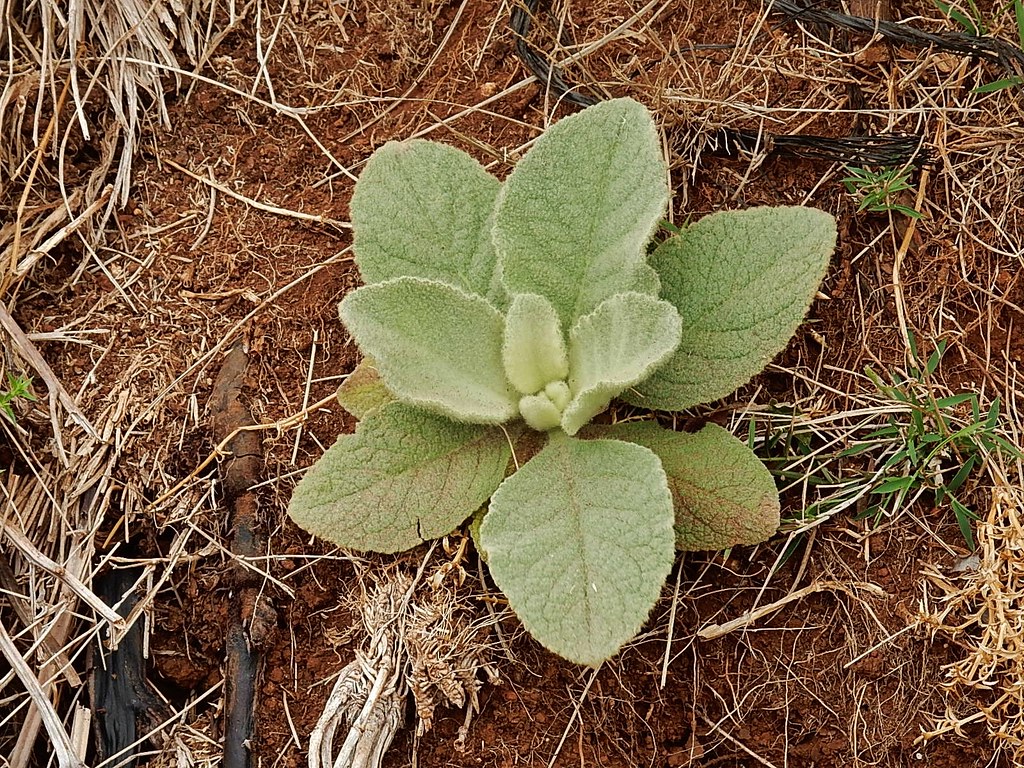 Lamb's Ear Have never seen this growing in the wild before… Michael