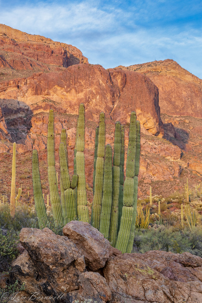 Organ Pipe Cacti Organ Pipe Cactus National Monument is in… Flickr