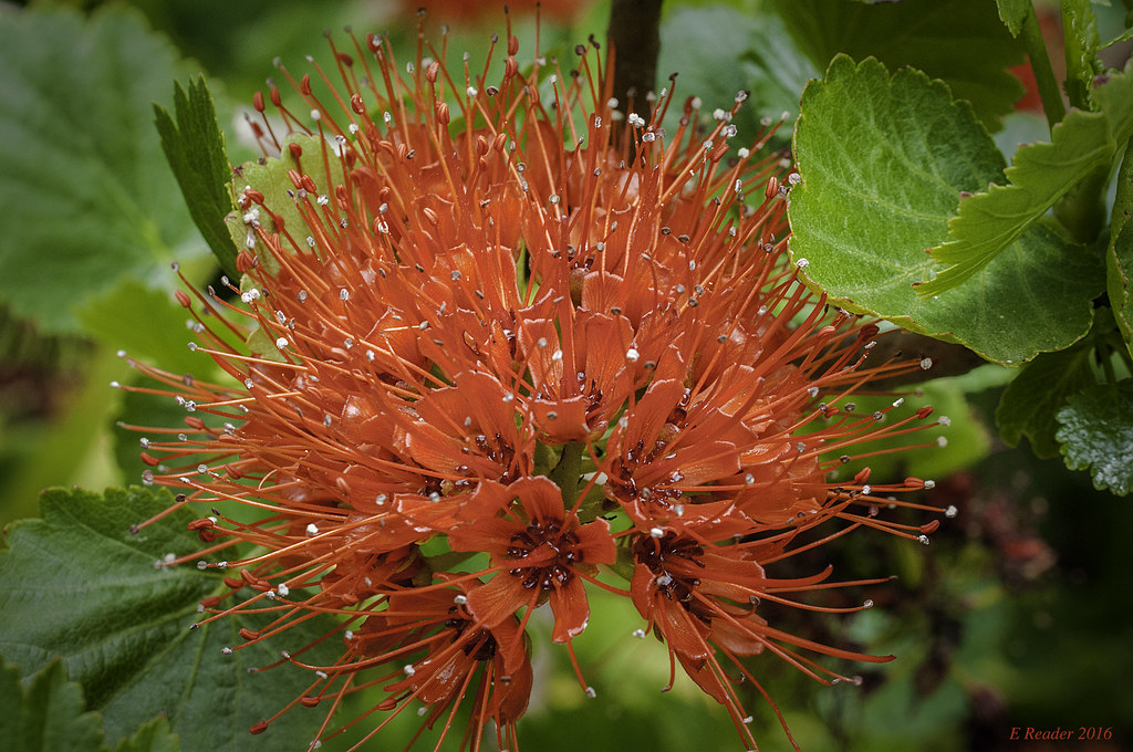 South African Bottlebrush (Greyia sutherlandii) The South … Flickr