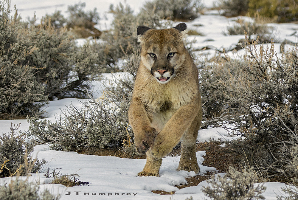 JT1O9807 We have mountain lions here in Carson Valley, Nev… Flickr