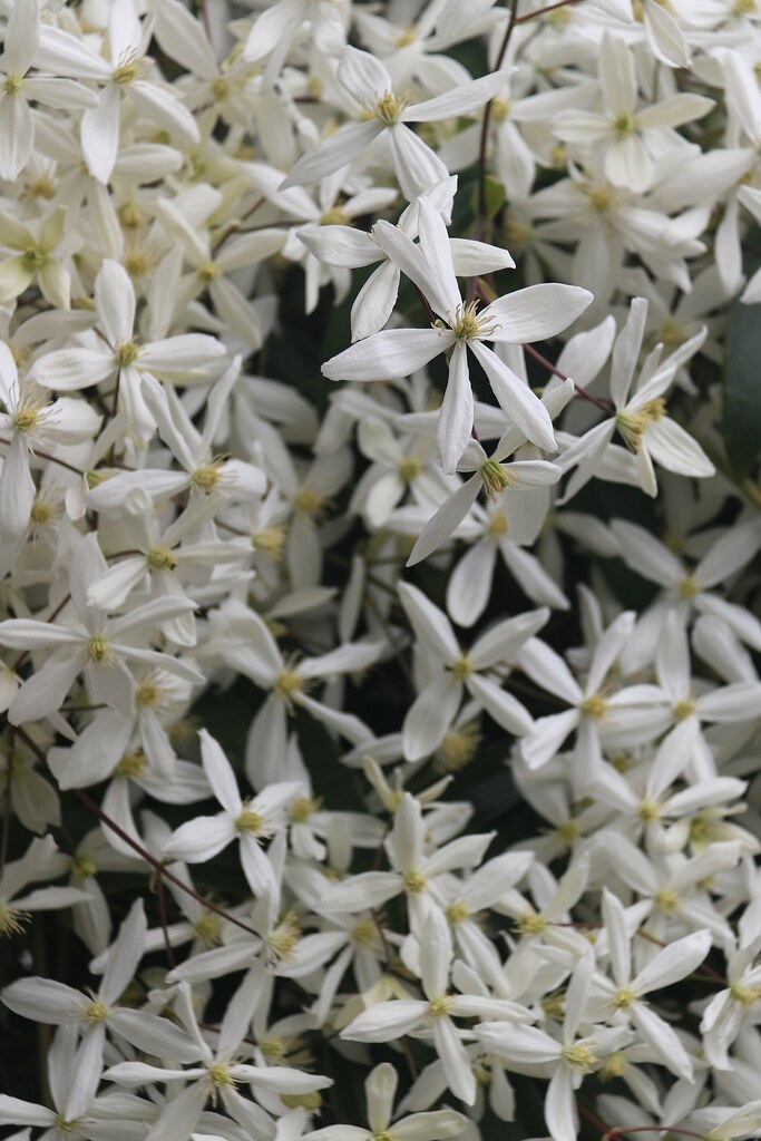 Clematis Wonderful smells coming in the front door. Bob Cotter Flickr