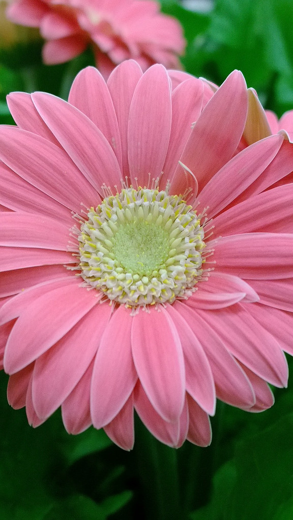 Gerbera Nontoxic for cats and dogs! )) catmanjoseph Flickr