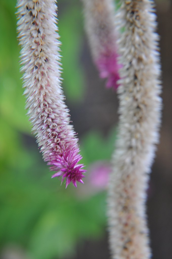 Long fuzzy flower stalks of pink toned Celosia Explore Jan… Flickr