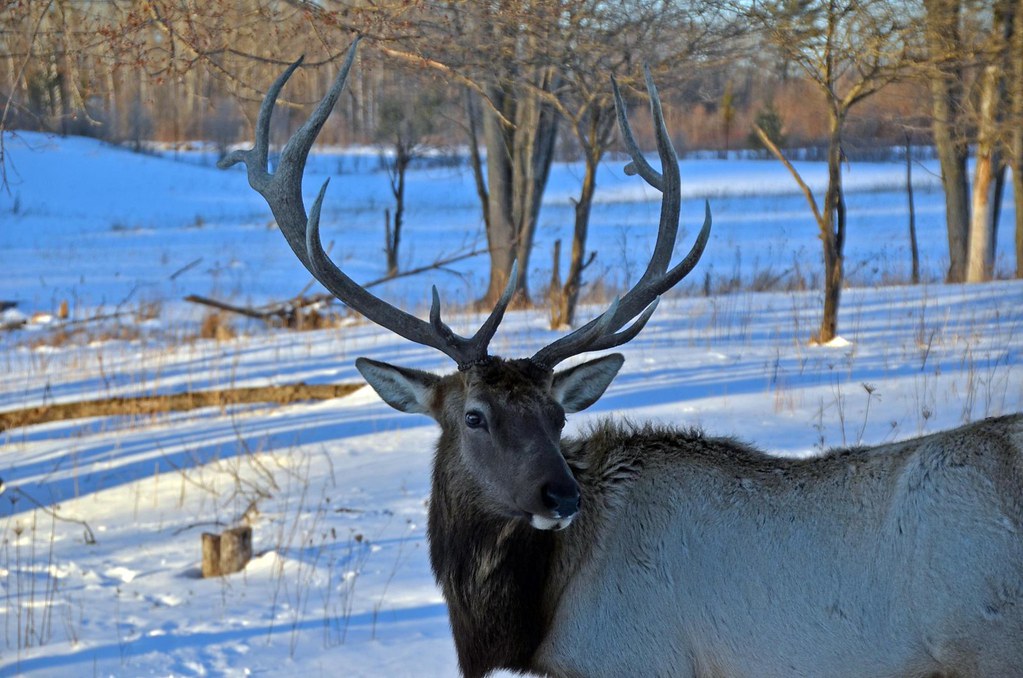 Elk Viewing Sleigh Ride Thunder Bay Resort, Hillman MI Flickr