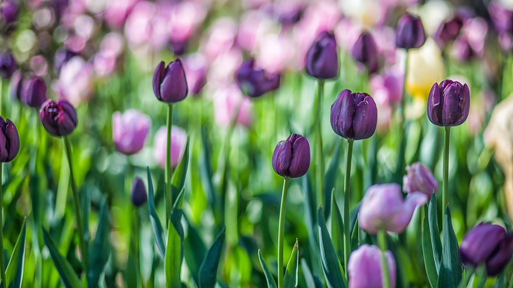 Tulips! Garvan Woodland Gardens. Hot Springs, AR. super*dave Flickr