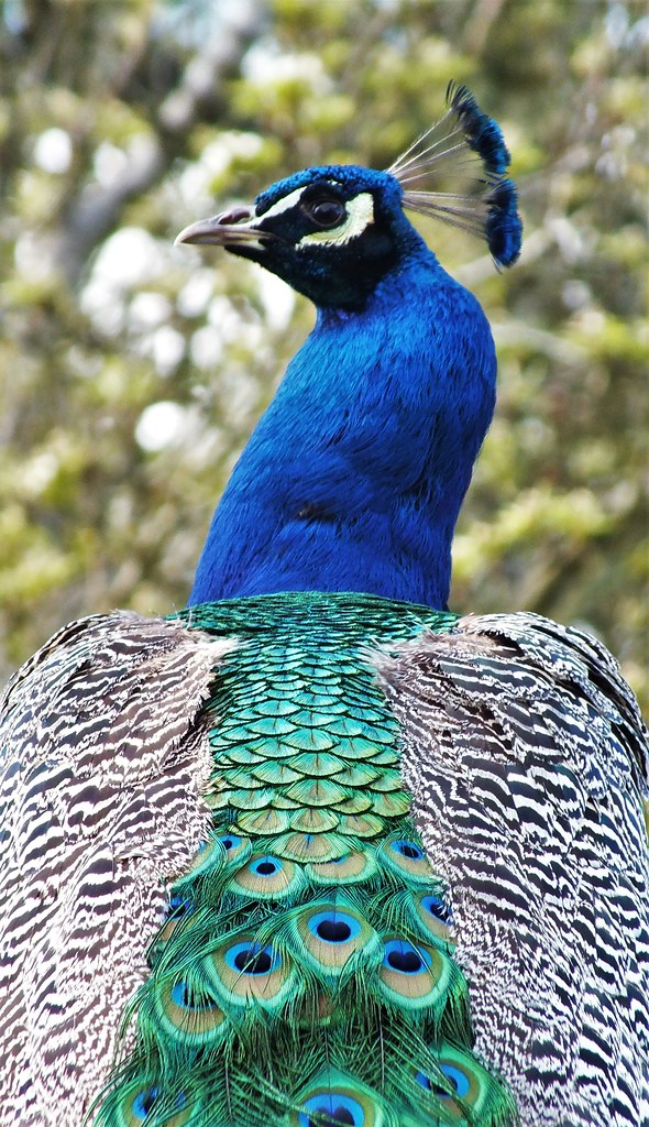 Peacock Back One of three peacocks free to roam the ground… Flickr