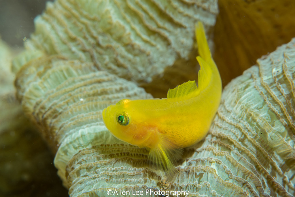 Yellow Goby7246 Allen Lee Flickr