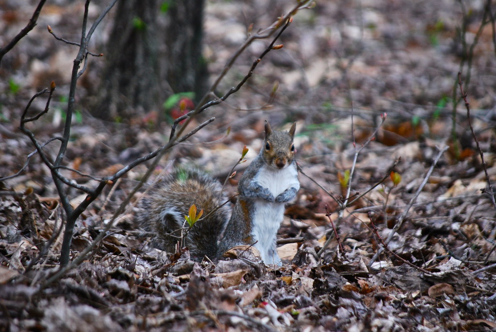 squirrel Virginia State Parks Flickr