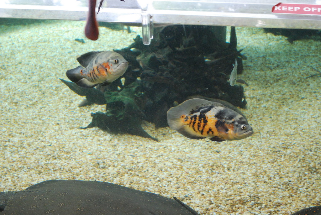 National Zoo Amazonia Washington, DC Stingrays Flickr
