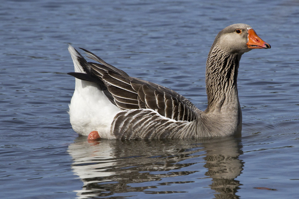 goose Newport News Virginia goose Newport News Virgini… Flickr