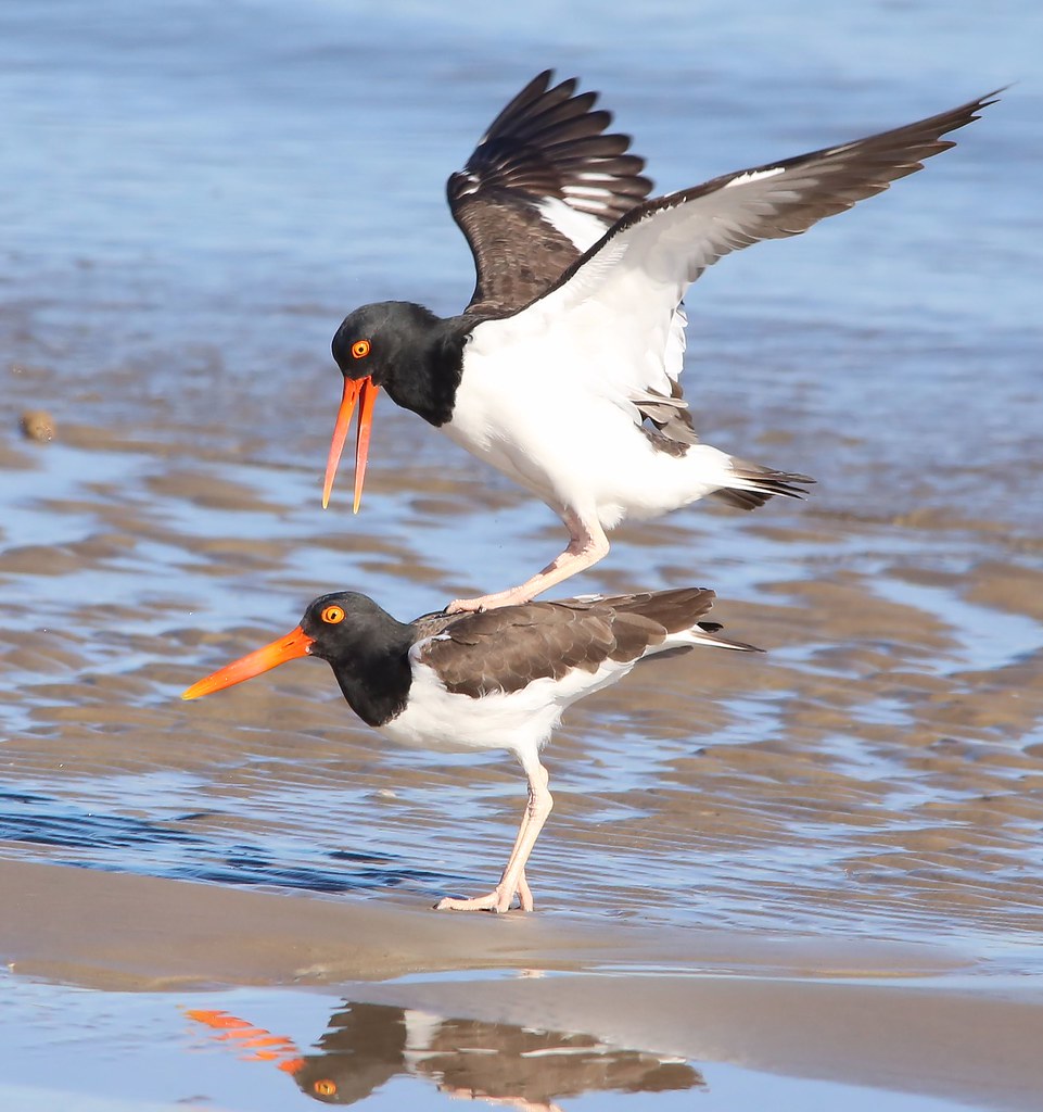 Oyster Catchers Oyster Catchers, Texas City Dike James Stough Flickr
