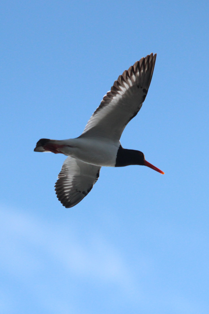 Oyster Catcher in flight Hr3n Flickr