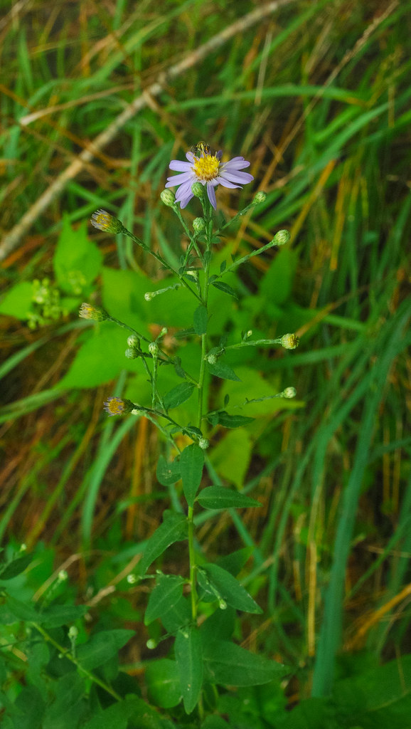 Aster, tbd Oakfield Ledge Wisconsin State Natural Area 19… Flickr