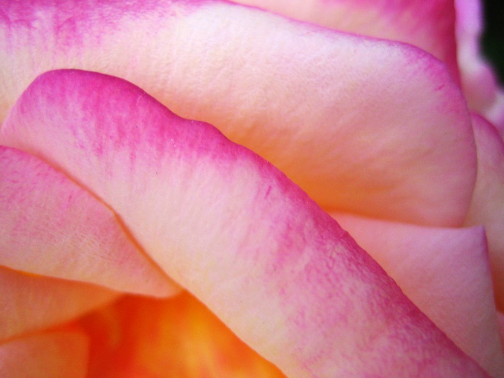 A lovely rose "A single rose can be my garden . . . a sing… Flickr