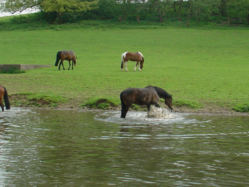 Horse frolicking at Rickmansworth foshie Flickr