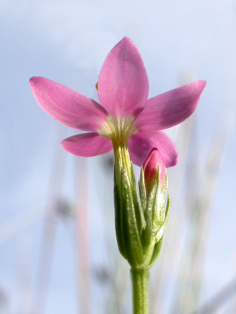Common Centaury, Beeston Common (Norfolk), 17Jul04 Flickr