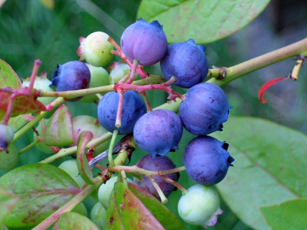 blueberries We got some blueberry plants the summer in our… Flickr