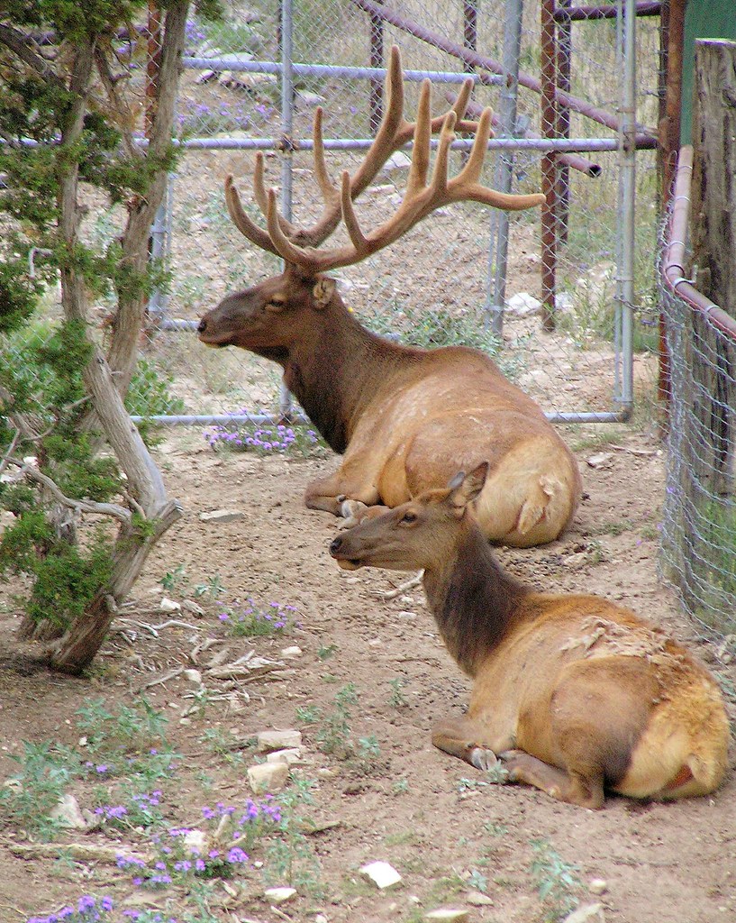 WildLife West Nature Park (1) Male and female Elk resting … Flickr