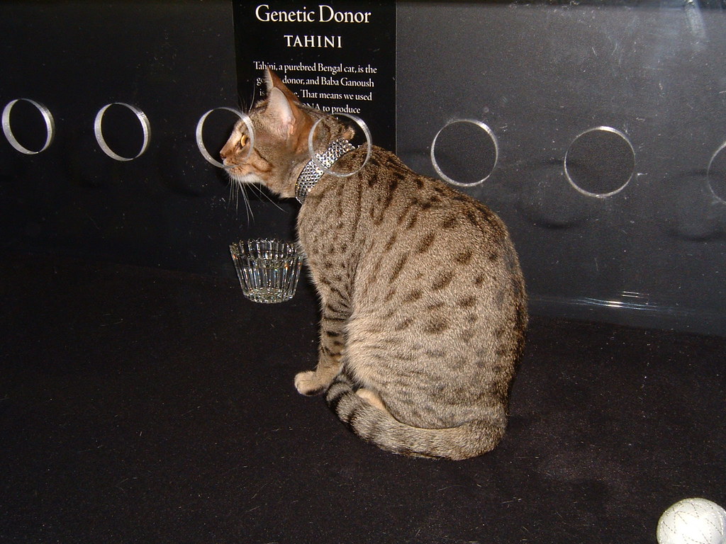 Cat Cloning Donor Cat drummergrrl Flickr