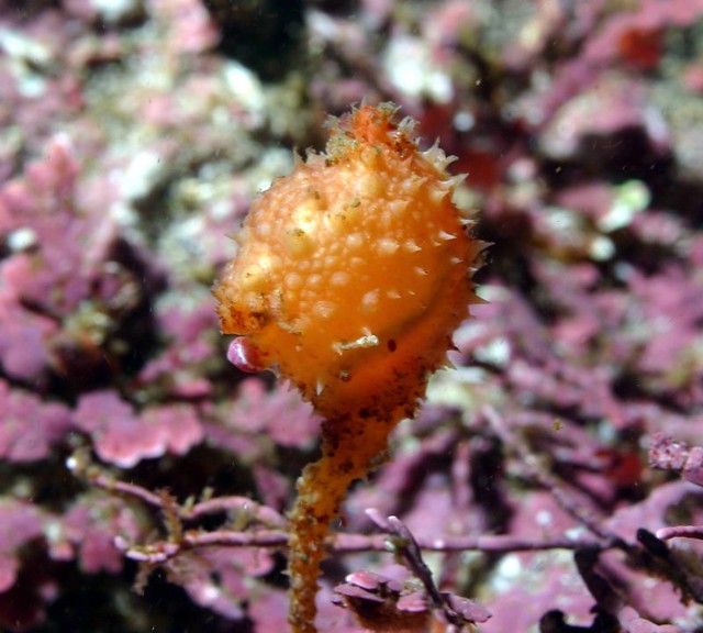 cek_062405_020 Partington Point, Pebble Beach, CA chadk21 Flickr