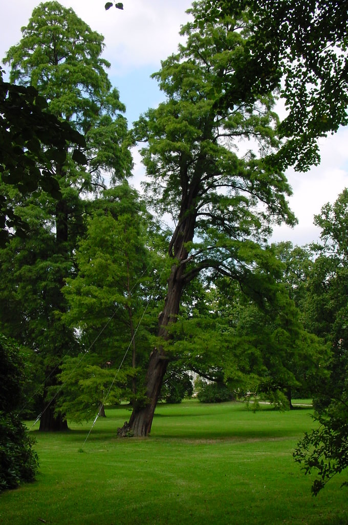 Just a skew tree Just a old, skew tree in the park of the … Flickr